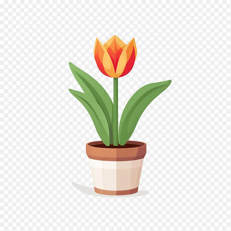 郁金香花-郁金香花