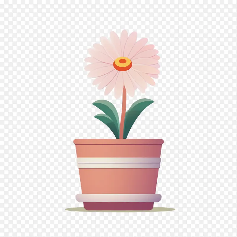 德兰士瓦雏菊花-花盆