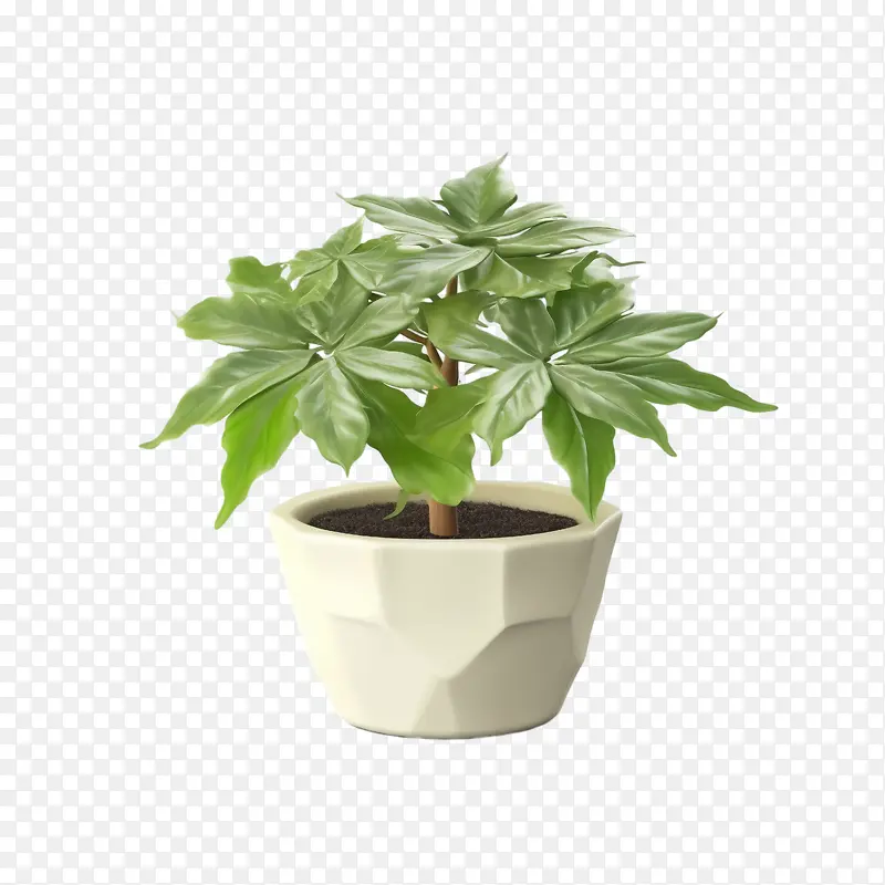 八角金盘-八角金盘植物盆栽室内植物多肉植物