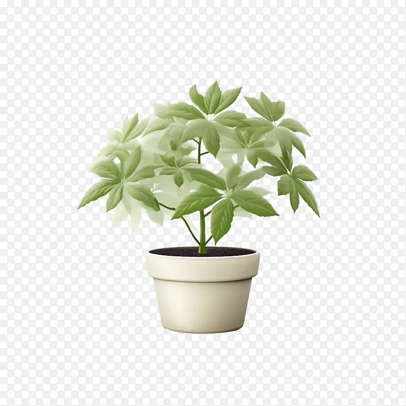 粳稻-白色背景