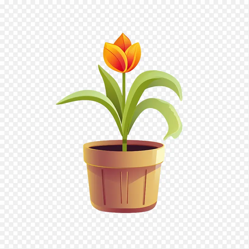 郁金香花-郁金香花