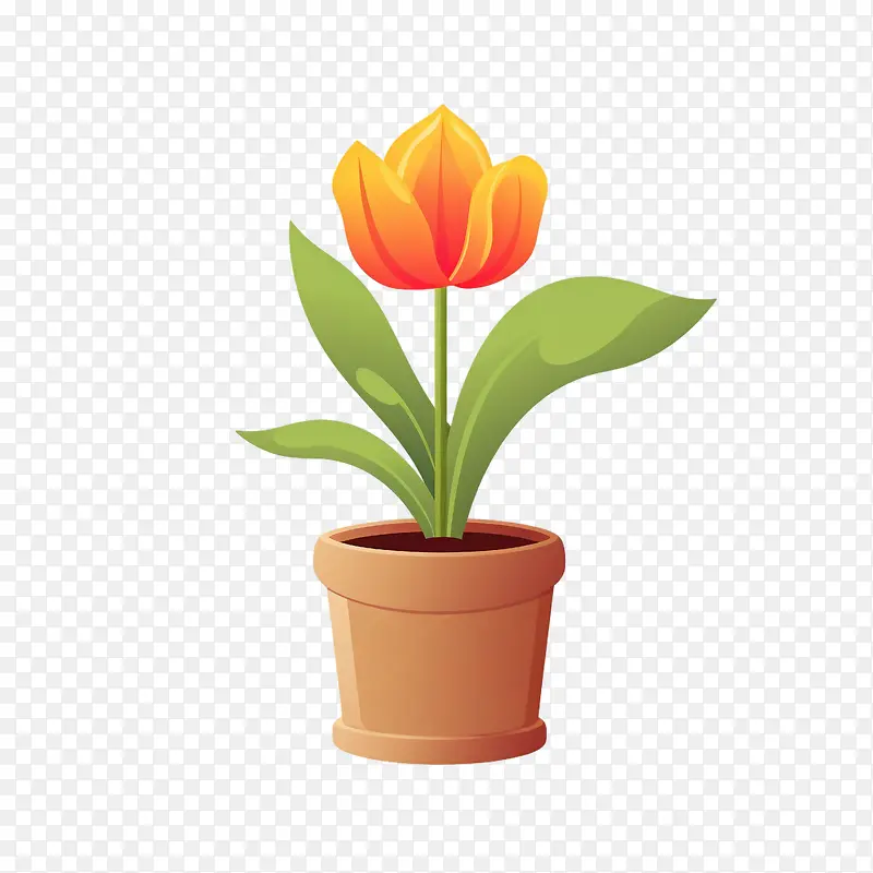 郁金香花-郁金香花