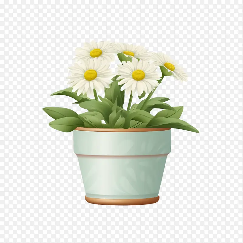 德兰士瓦雏菊花-花盆
