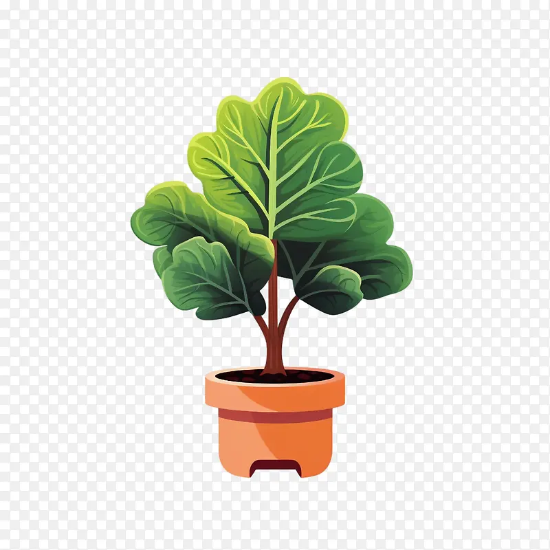 小提琴叶无花果-小提琴叶无花果盆栽植物羽衣甘蓝蔬菜绿色
