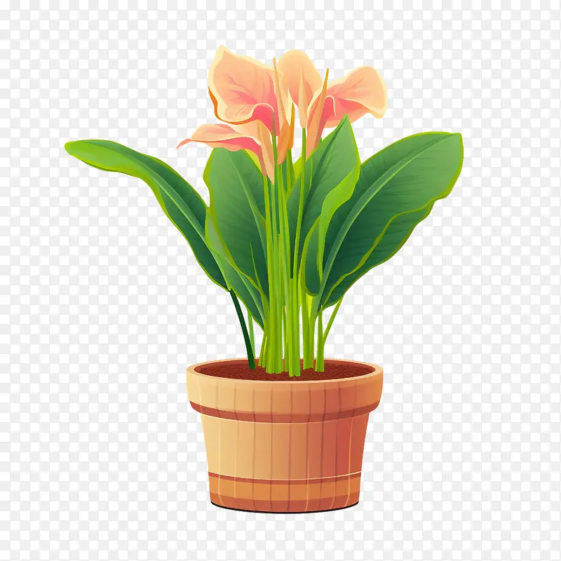 美人蕉百合植物-花盆