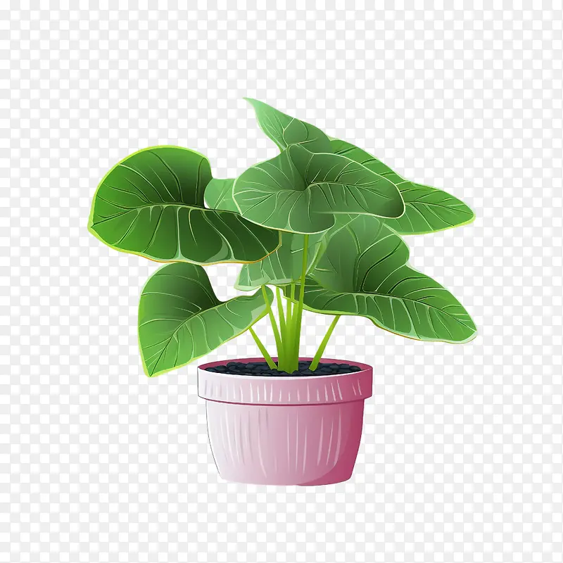 海芋植物-花盆