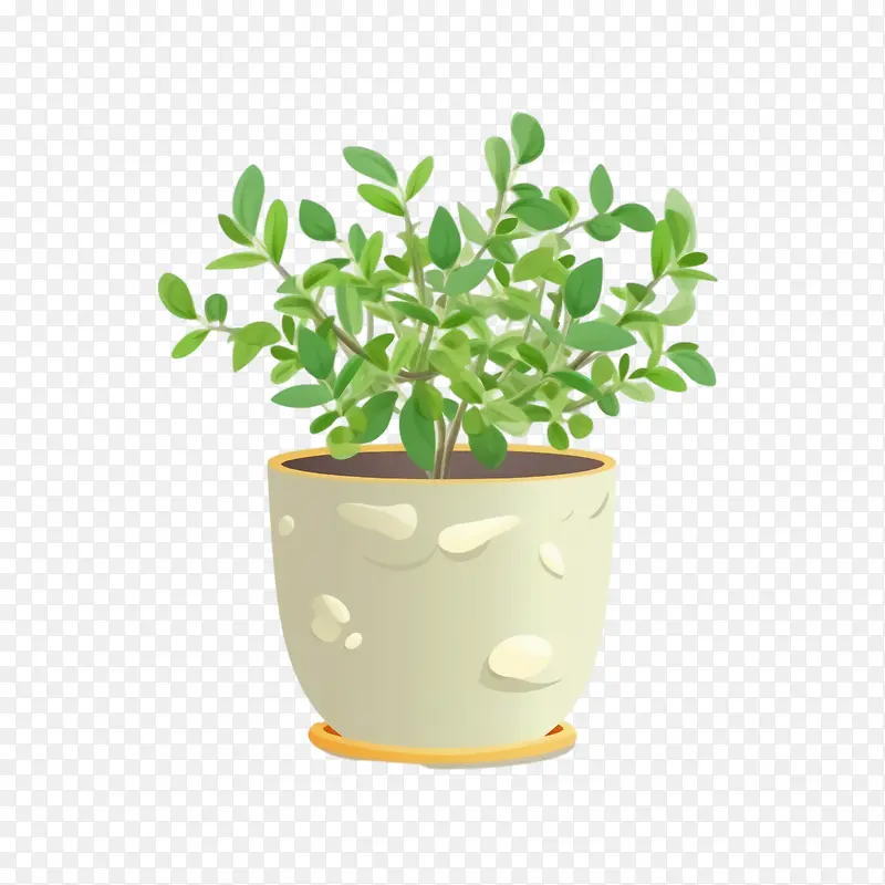本杰明榕-本杰明榕植物盆栽植物多汁绿色