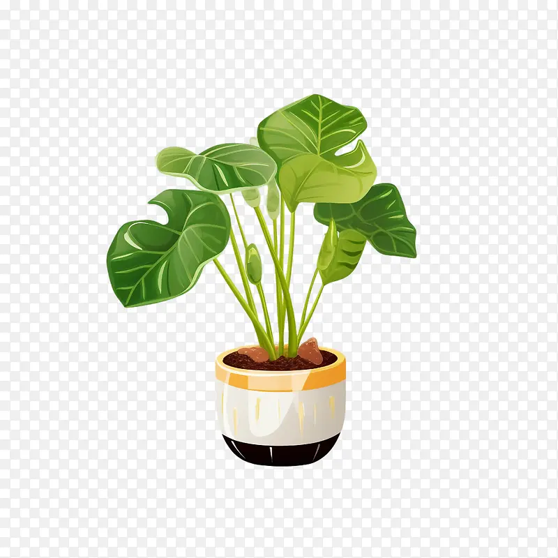 海芋植物-龟背竹