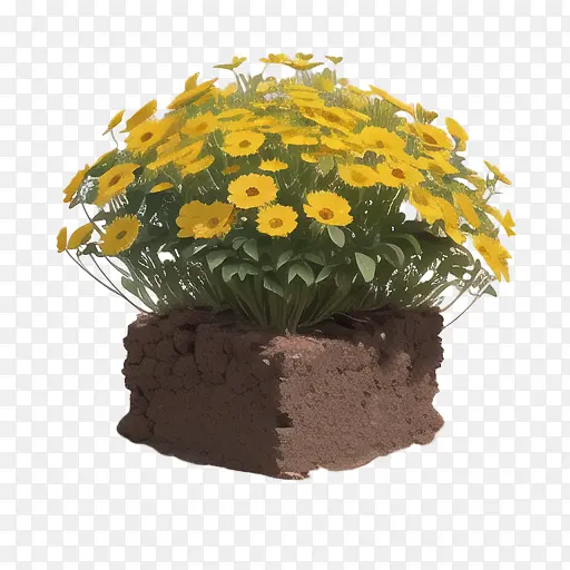 植物-植物花卉黄色花园盆