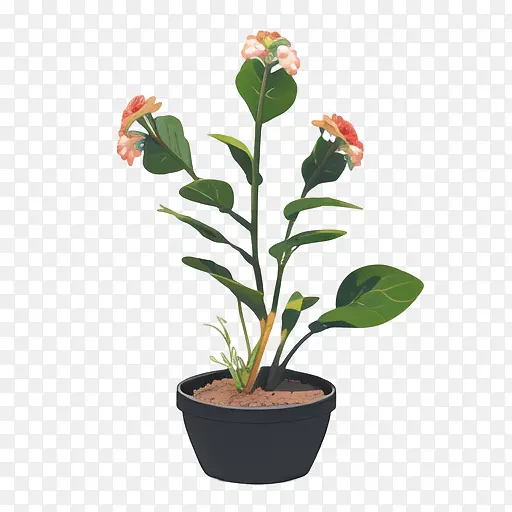 植物-植物盆栽橙色花朵多肉质