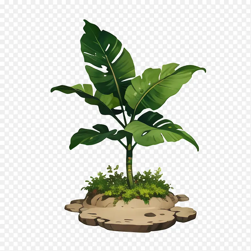 香蕉树-香蕉树