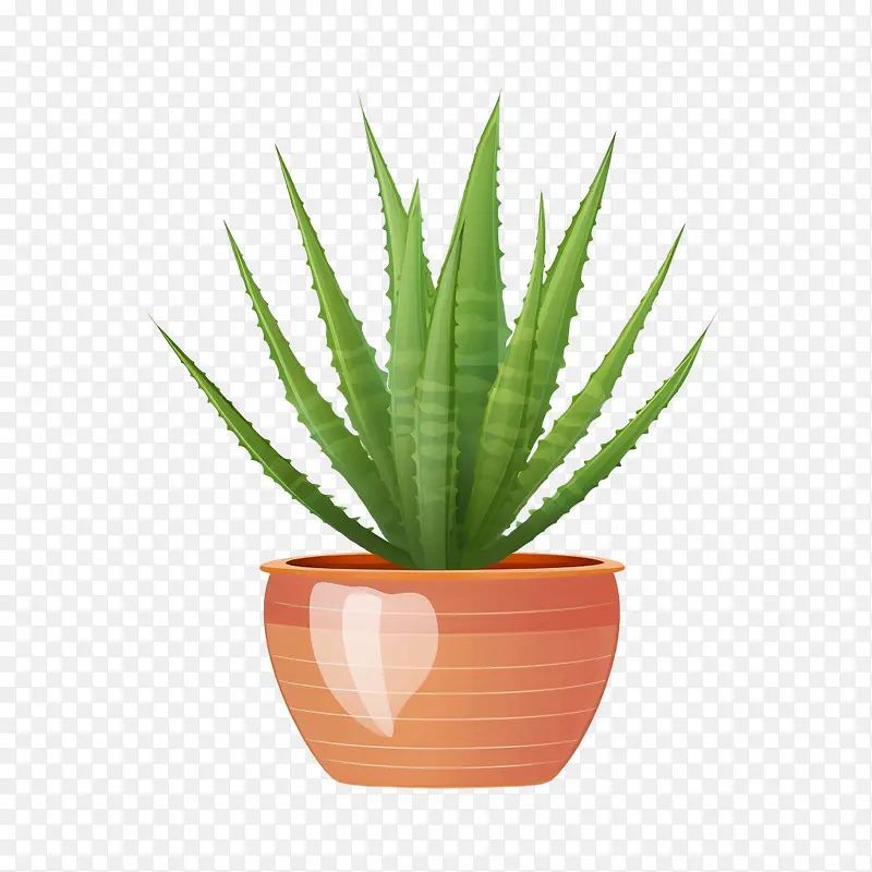 芦荟-芦荟