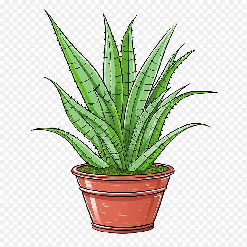 芦荟-芦荟