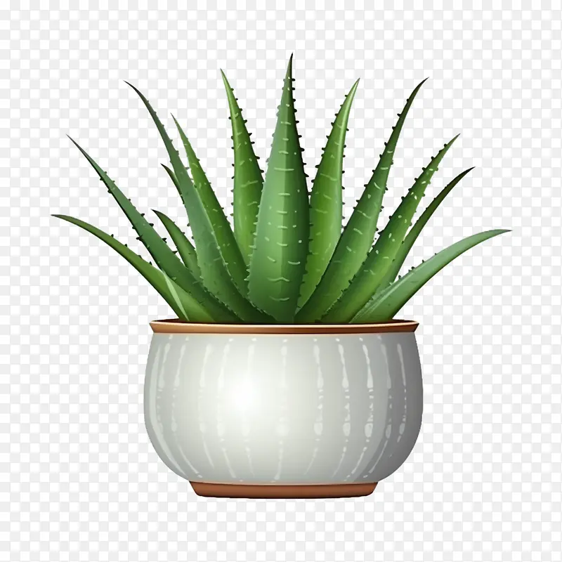 芦荟-芦荟