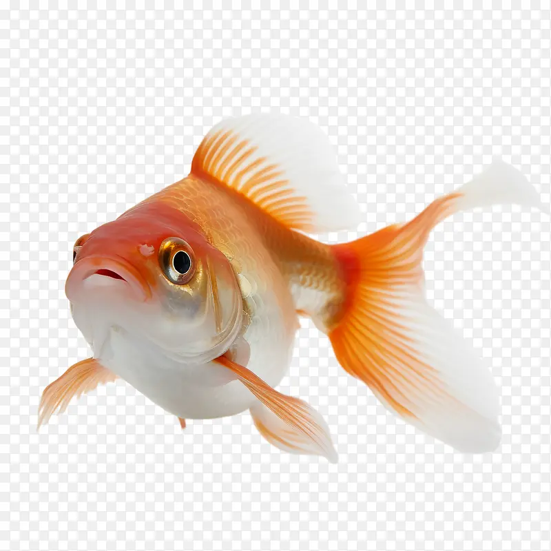 宠物照片日-宠物照片日鱼金鱼水族馆池塘