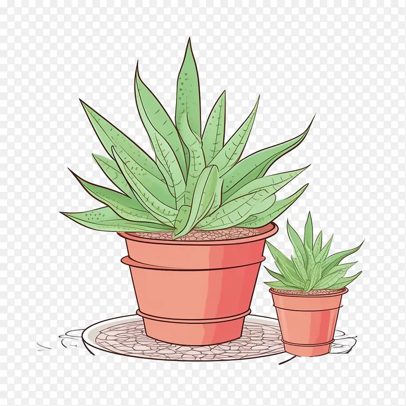 芦荟-芦荟