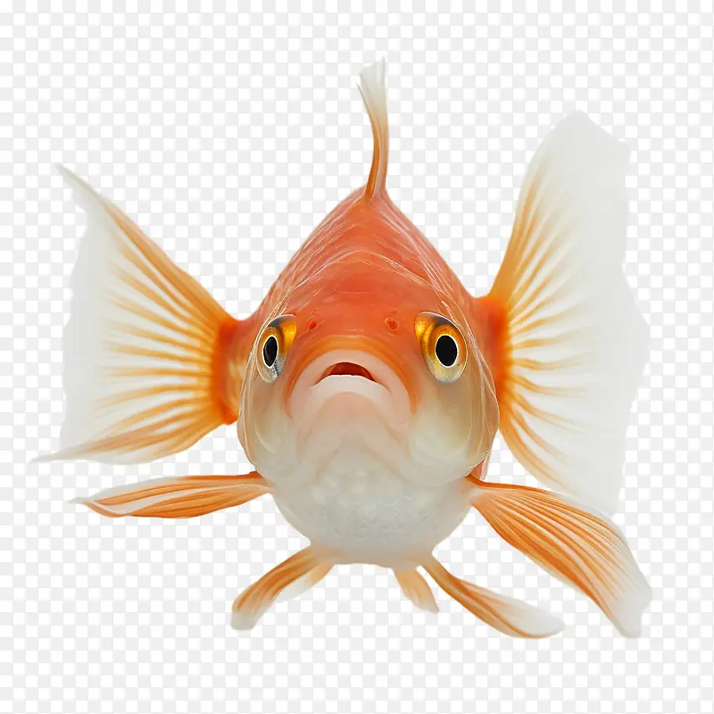 宠物照片日-宠物照片日鱼金鱼鱼水族馆