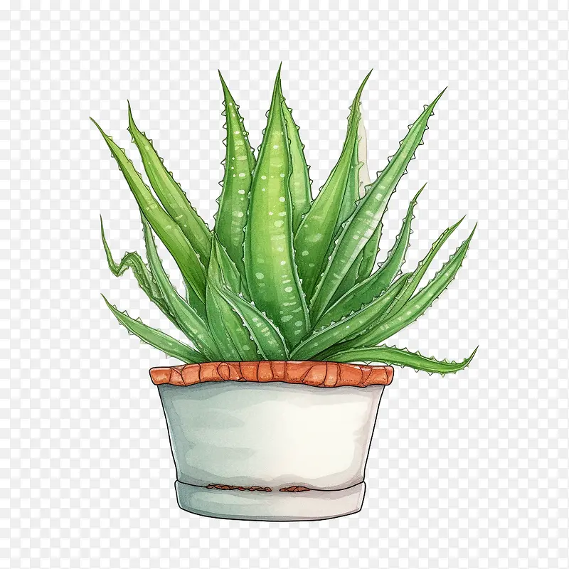 芦荟-芦荟