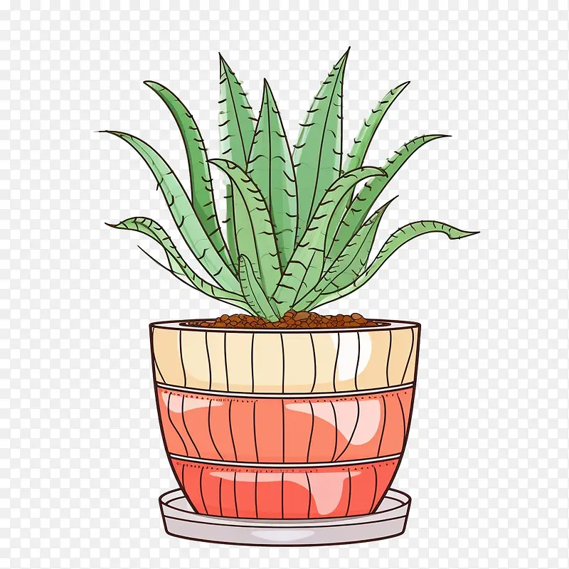 芦荟-芦荟