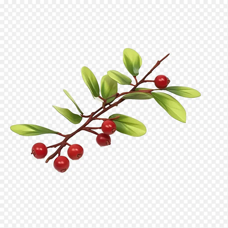 蔓越莓树枝-蔓越莓树枝冬青叶浆果绿叶红色浆果