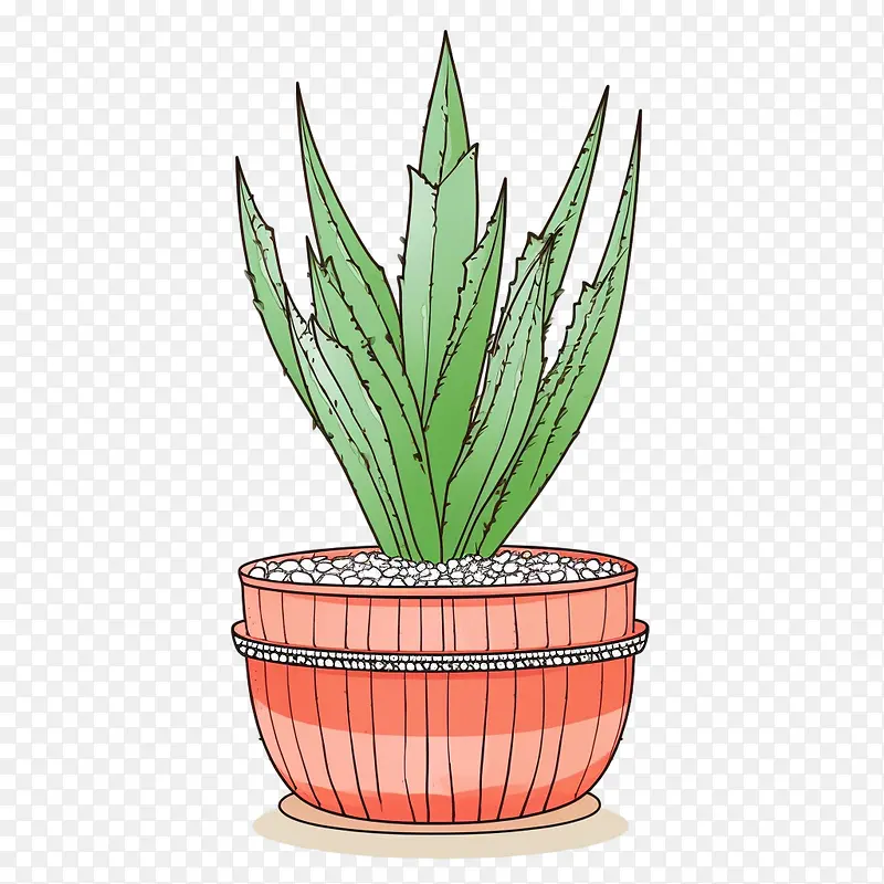 芦荟-芦荟