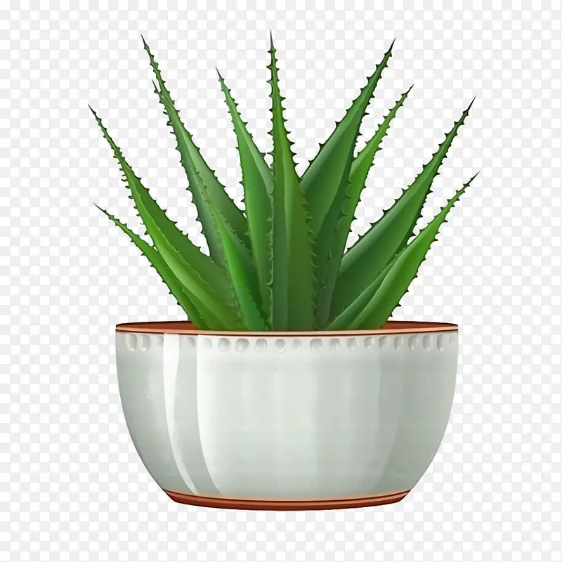 芦荟-芦荟