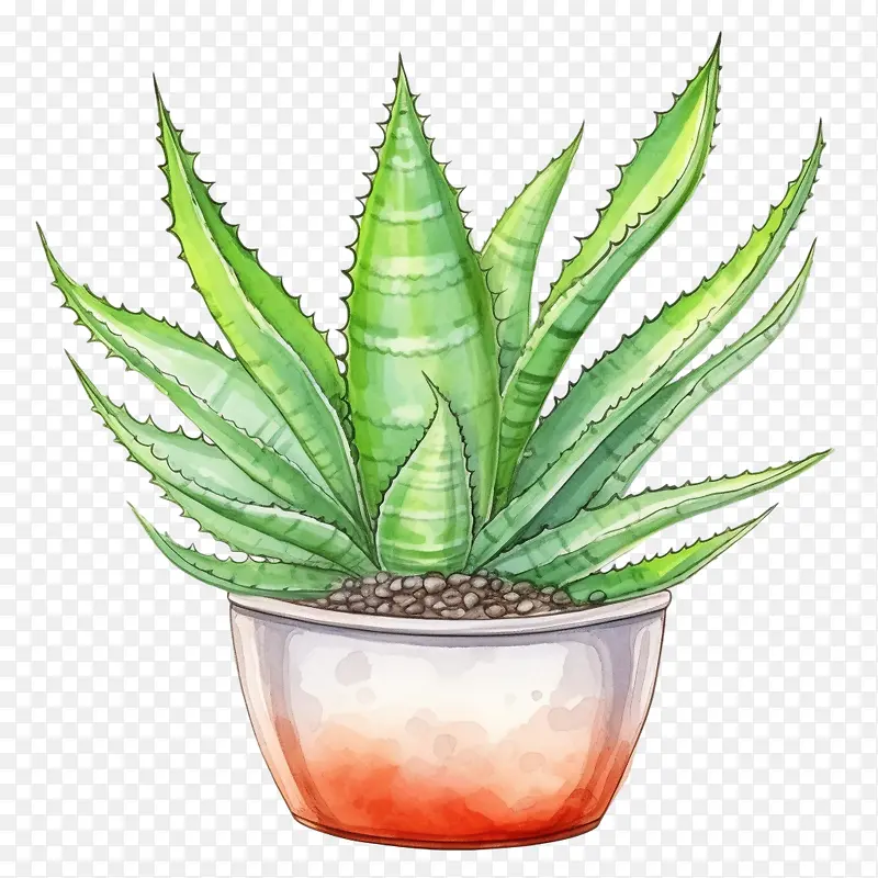 芦荟-芦荟
