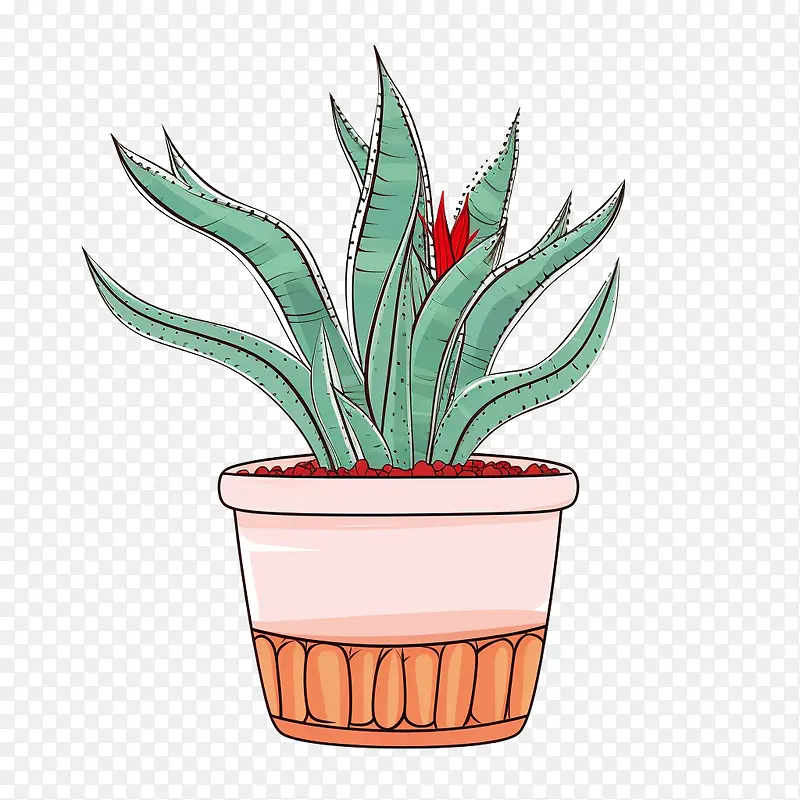 芦荟-芦荟