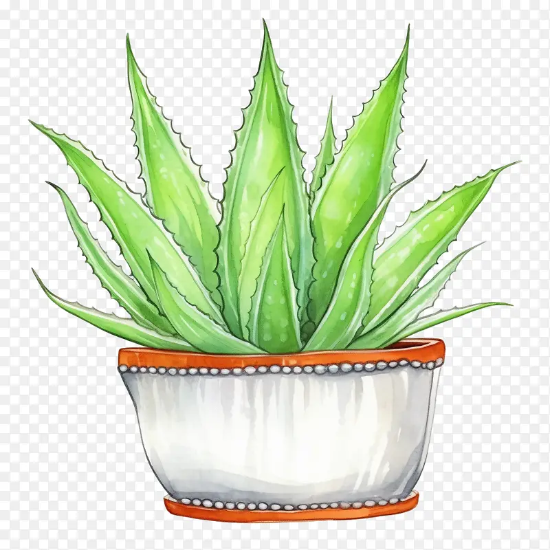 芦荟-芦荟