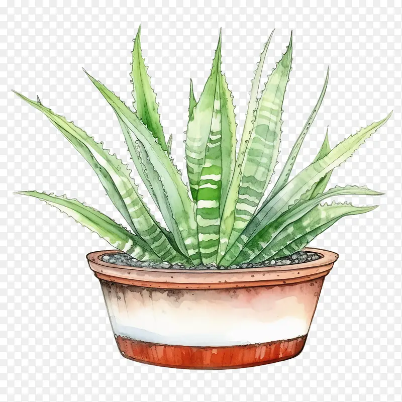 芦荟-芦荟