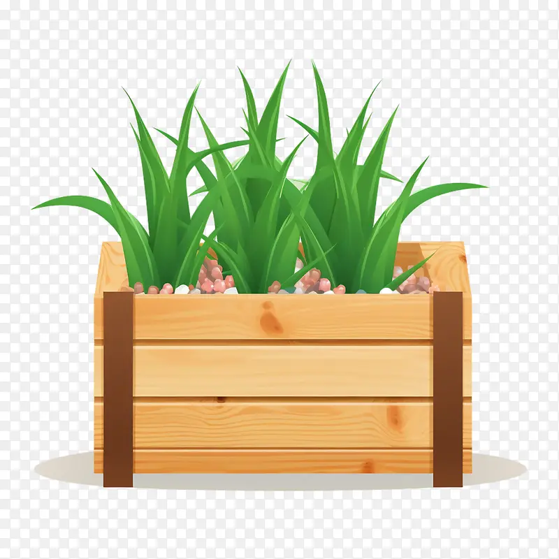 芦荟-芦荟