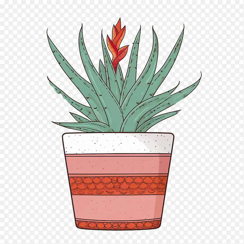 芦荟-芦荟