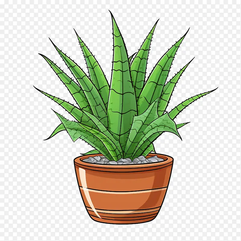 芦荟-芦荟