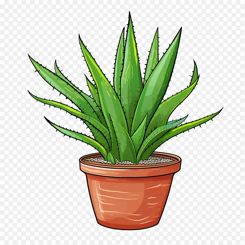 芦荟-芦荟