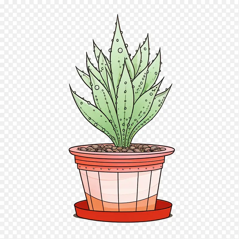 芦荟-芦荟