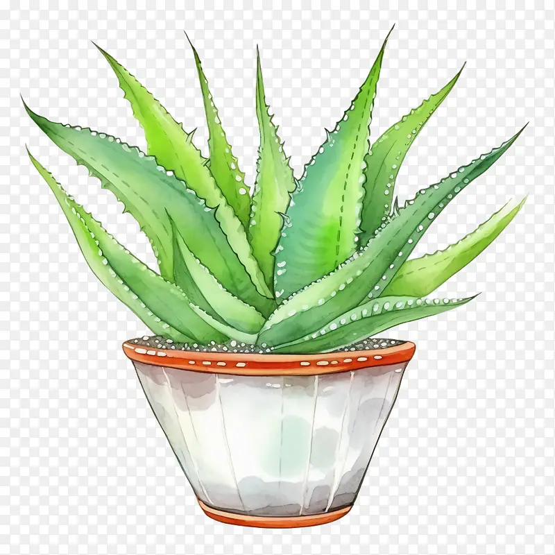芦荟-芦荟