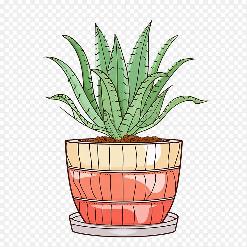 芦荟-芦荟