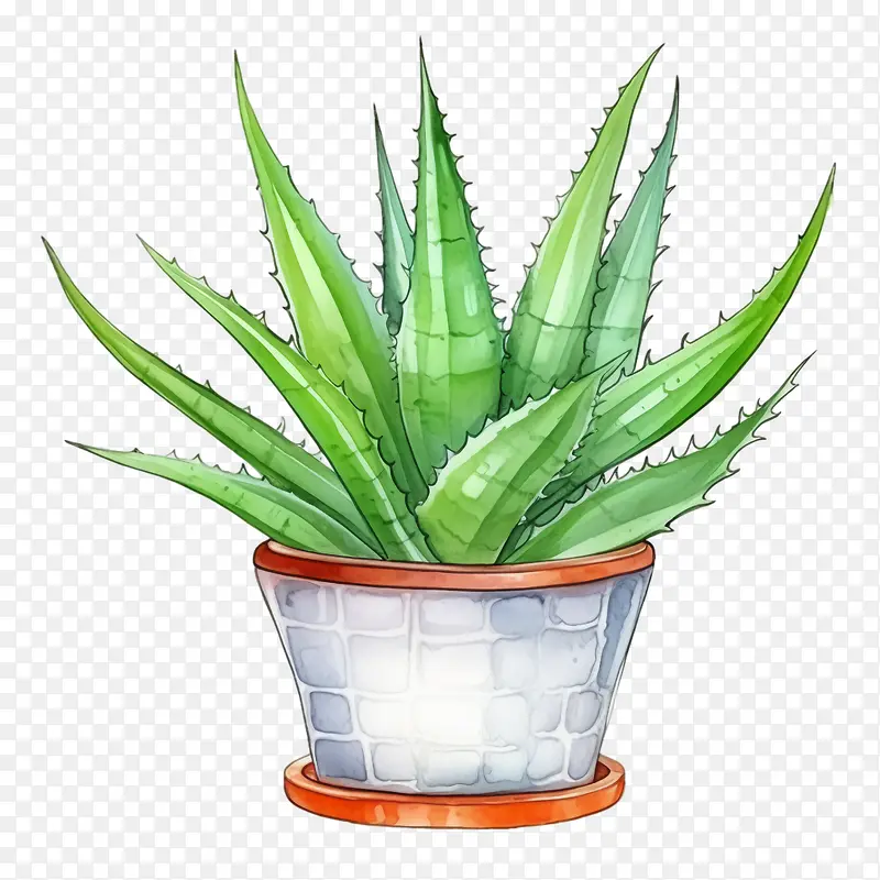 芦荟-芦荟