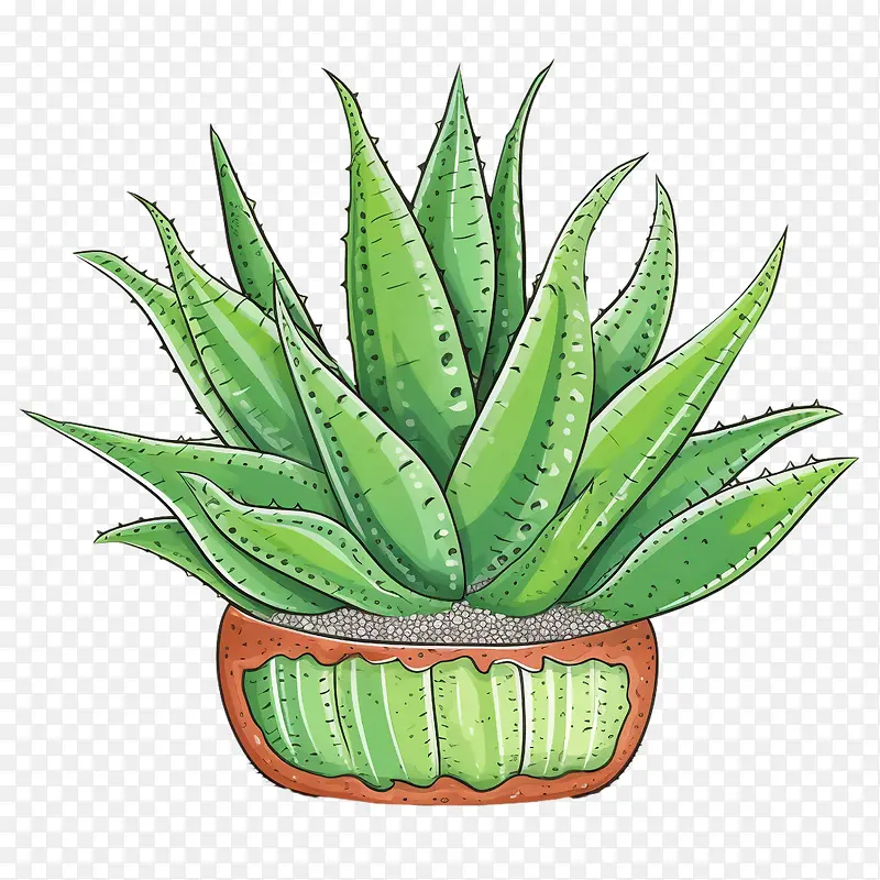 芦荟-芦荟
