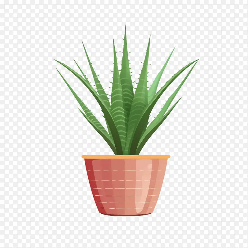 芦荟-芦荟