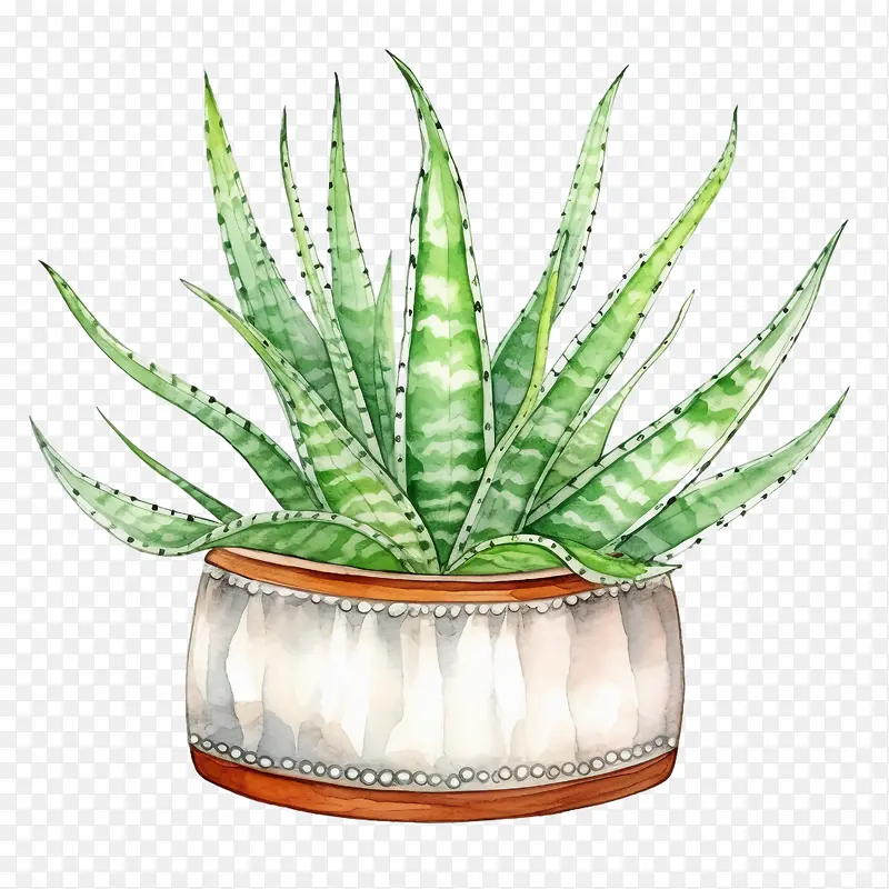 芦荟-芦荟