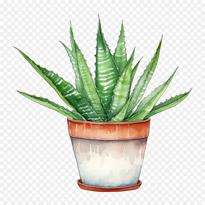 芦荟-芦荟