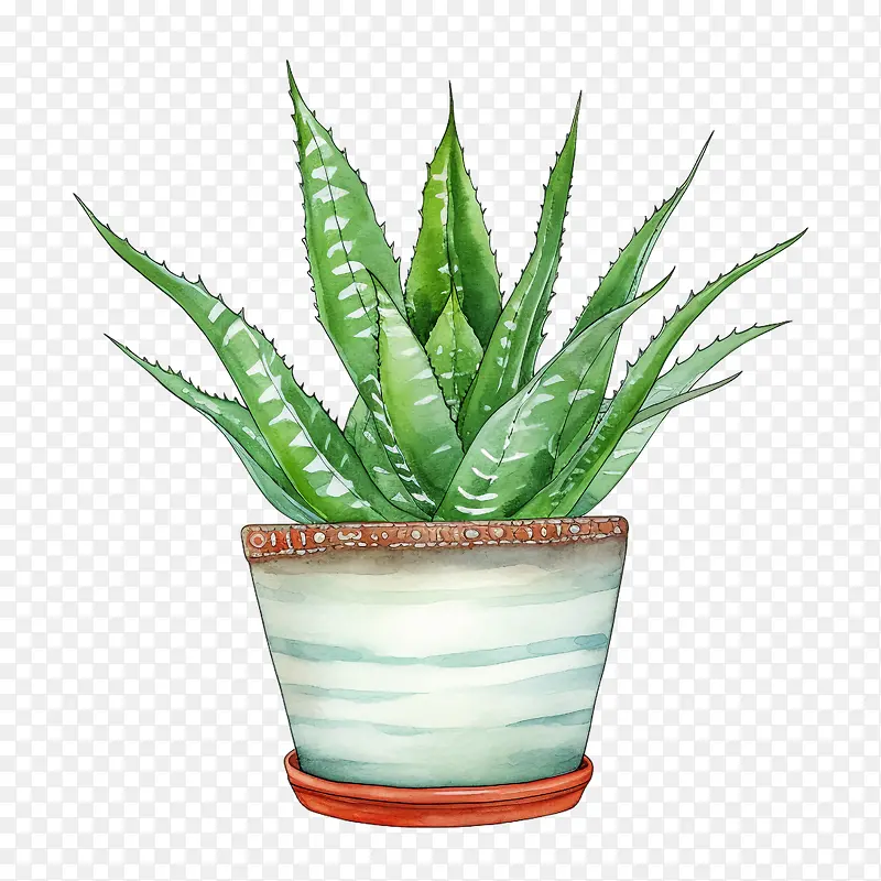 芦荟-芦荟
