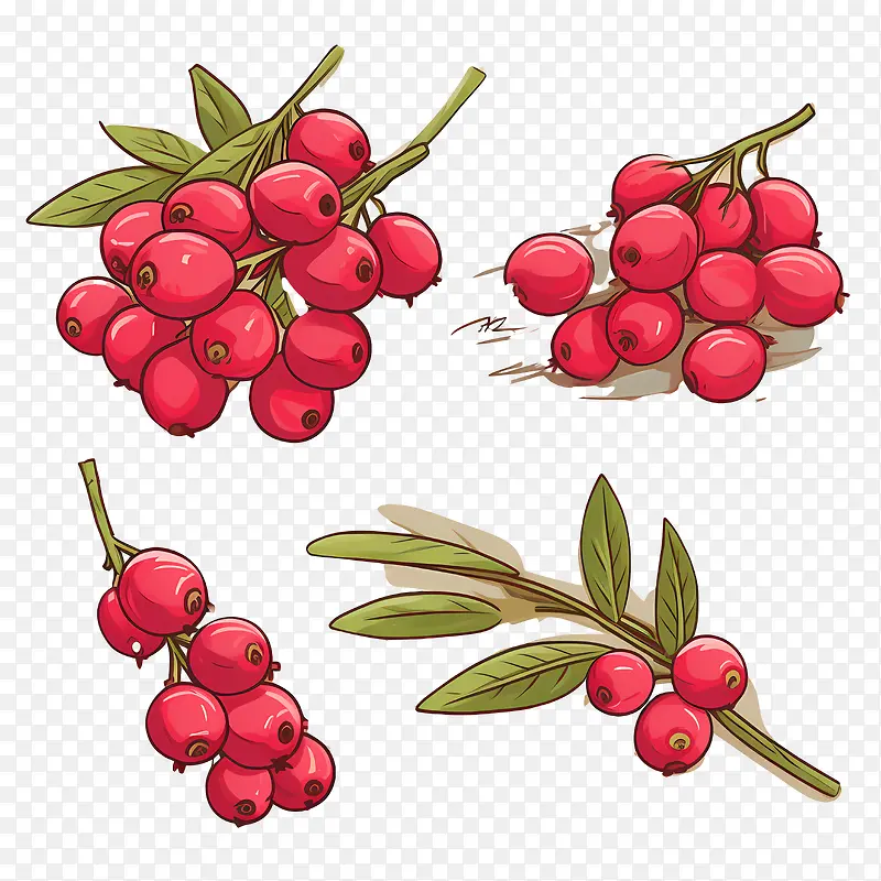 蔓越莓-蔓越莓越橘成熟覆盆子红覆盆子水果