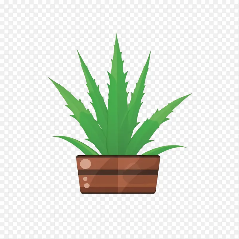 芦荟-芦荟