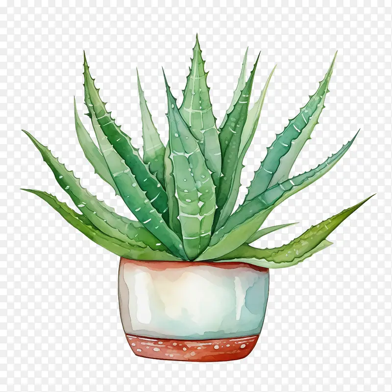 芦荟-芦荟