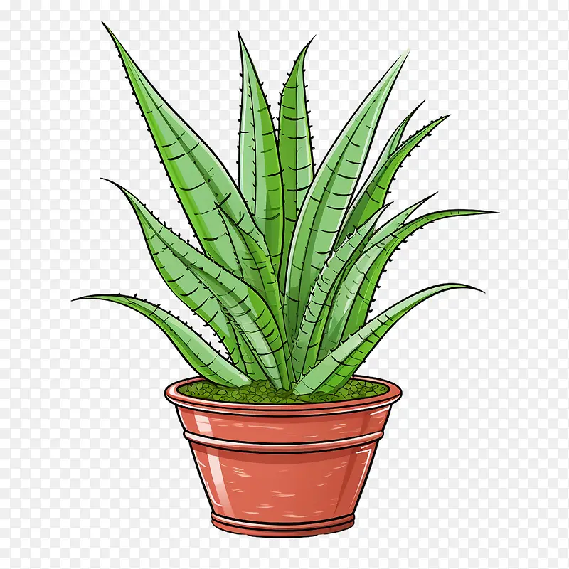 芦荟-芦荟
