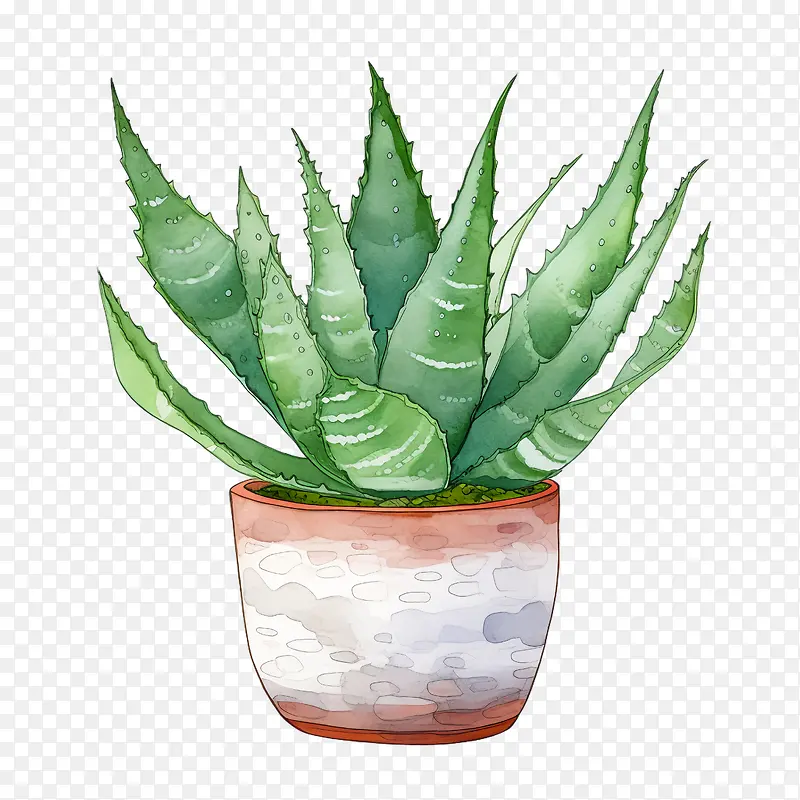 芦荟-芦荟