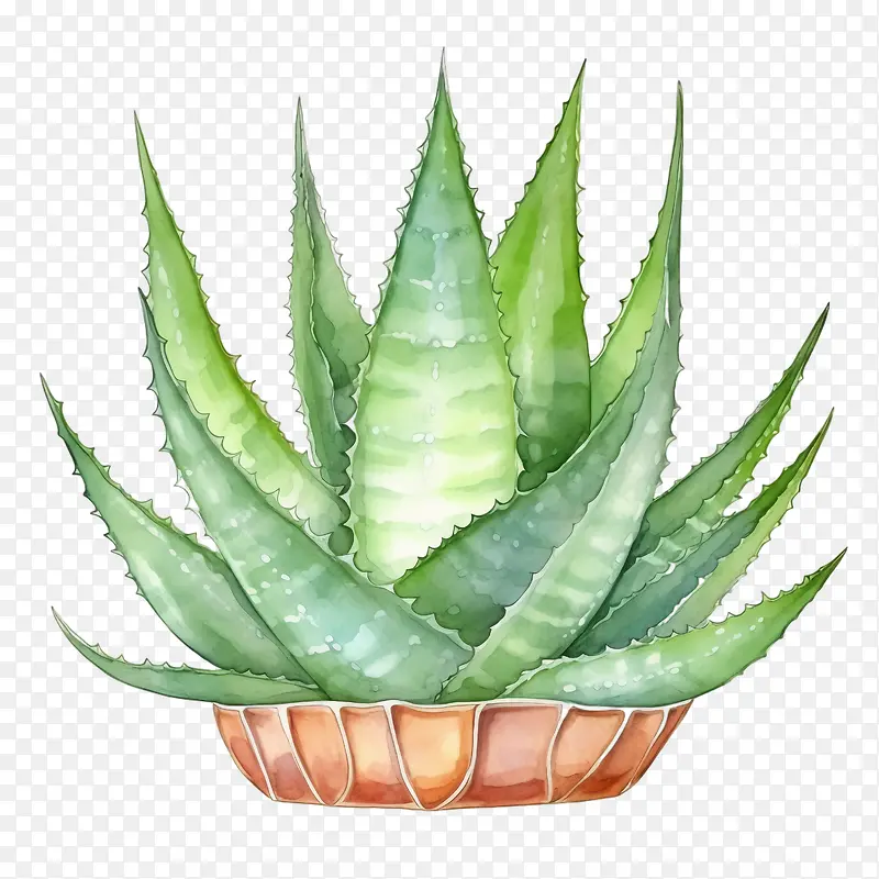 芦荟-芦荟