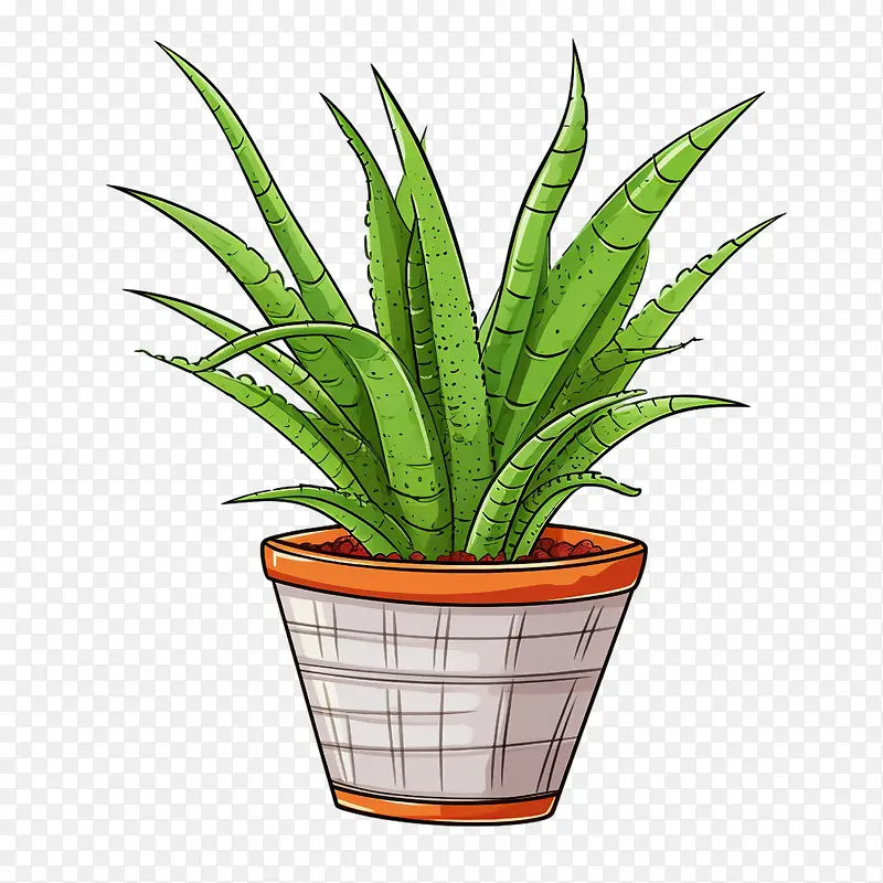芦荟-芦荟